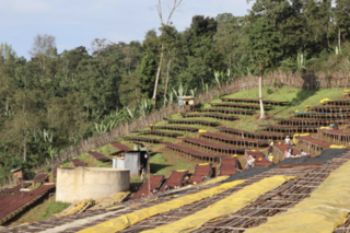 Ethiopia Edido - Natural - Green Coffee Beans